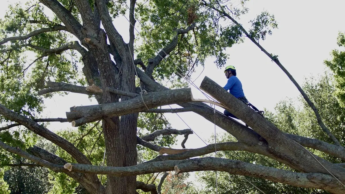 Professional Hazardous Tree Removal performed by certified arborists in Dutchtown
